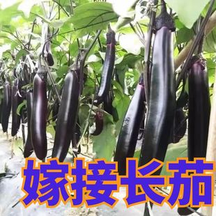 嫁接的茄子苗子苗大全本地蔬菜四季菜苗秧苗大全茄苗长茄种苗孑秧