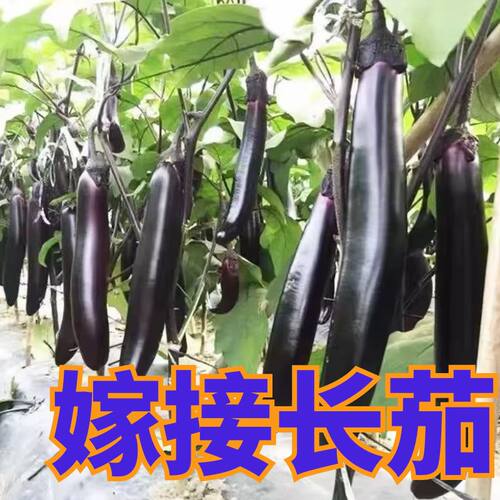 正宗嫁接苗子嫁接长茄苗子