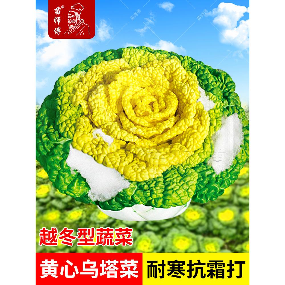 黄心乌种子塌菜籽塔蔬孑