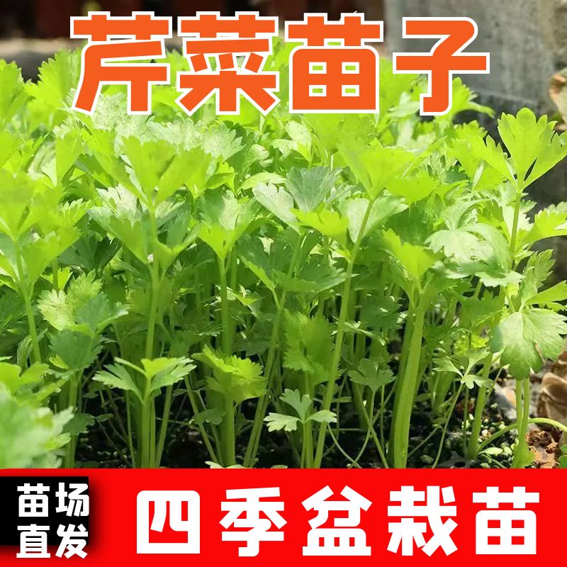 芹菜苗子芹菜秧苗四季蔬菜苗