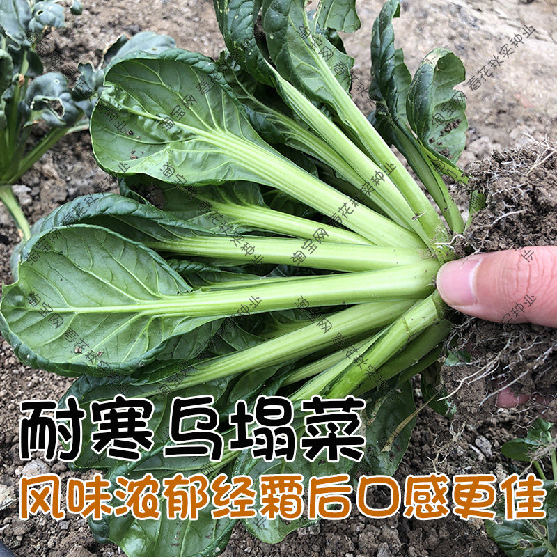 耐寒乌塌菜种子鲜嫩黄心