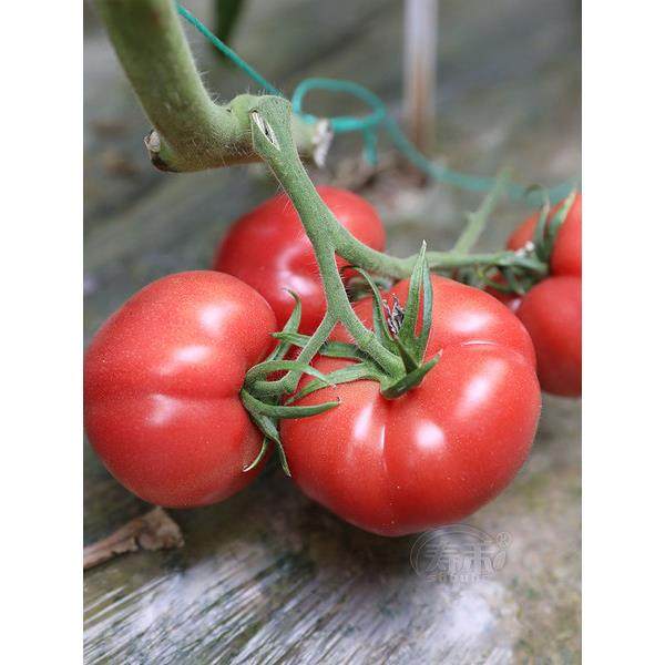 普罗旺斯西红柿种子籽苗秧