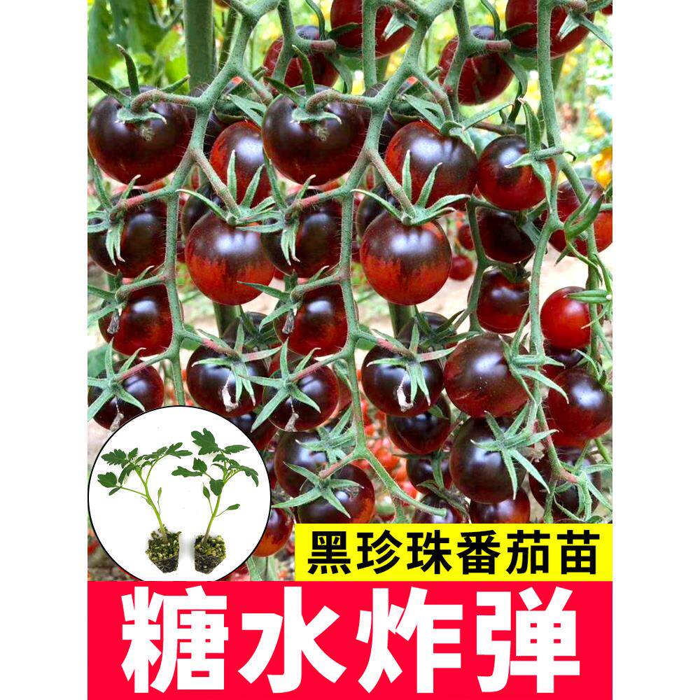 寿光糖水炸弹黑珍珠番茄苗