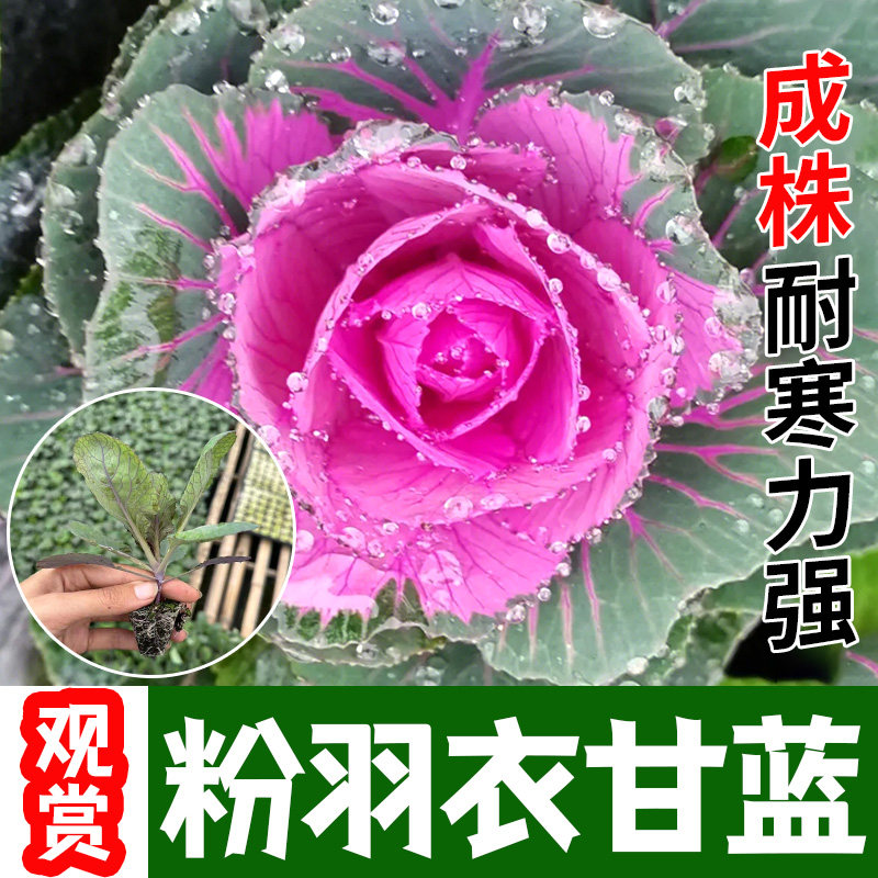 观赏食用粉羽衣甘蓝苗秧带