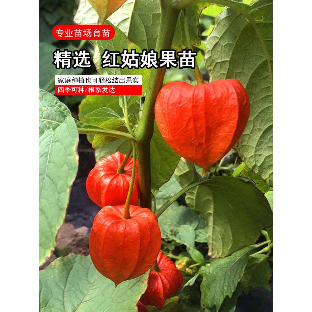 红姑娘果种子春夏秋四季水