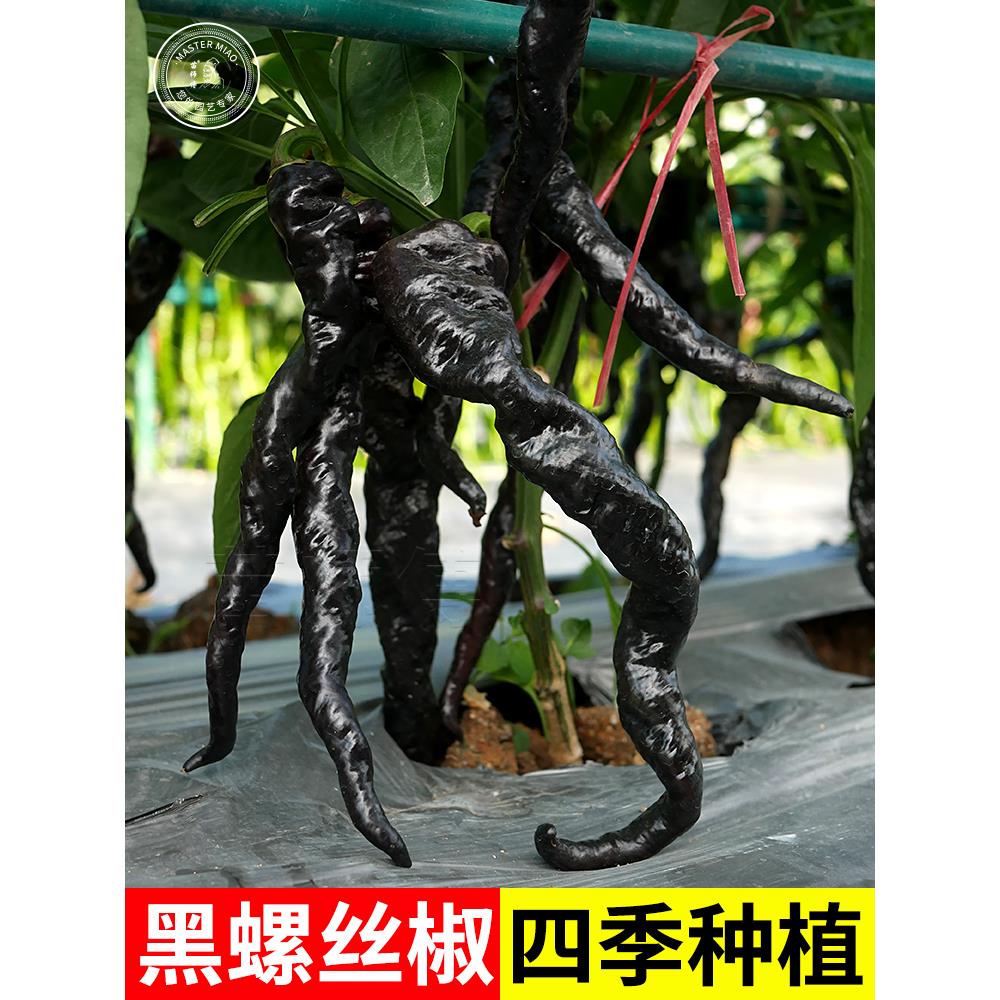 黑紫色螺丝椒尖麻泡辣种子