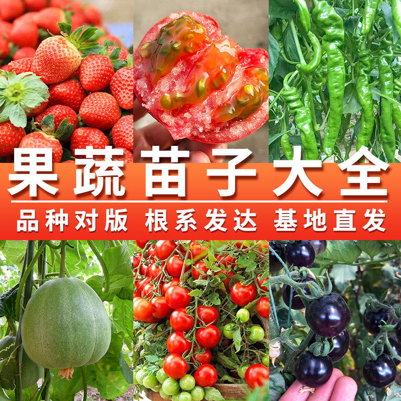 小番茄苗西红柿黄瓜辣椒菜