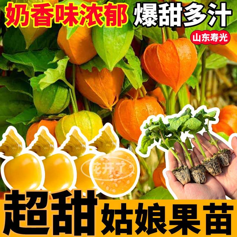东北奶香姑娘果秧苗大黄紫