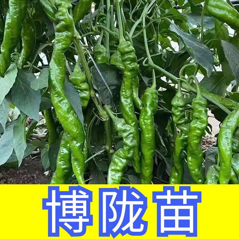 正宗陇椒苗子阳台盆栽