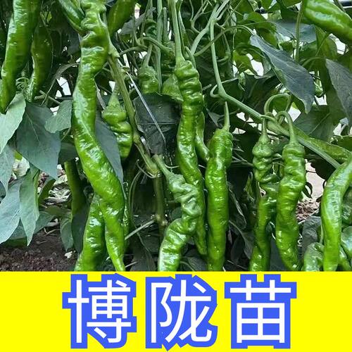正宗陇椒苗子阳台盆栽