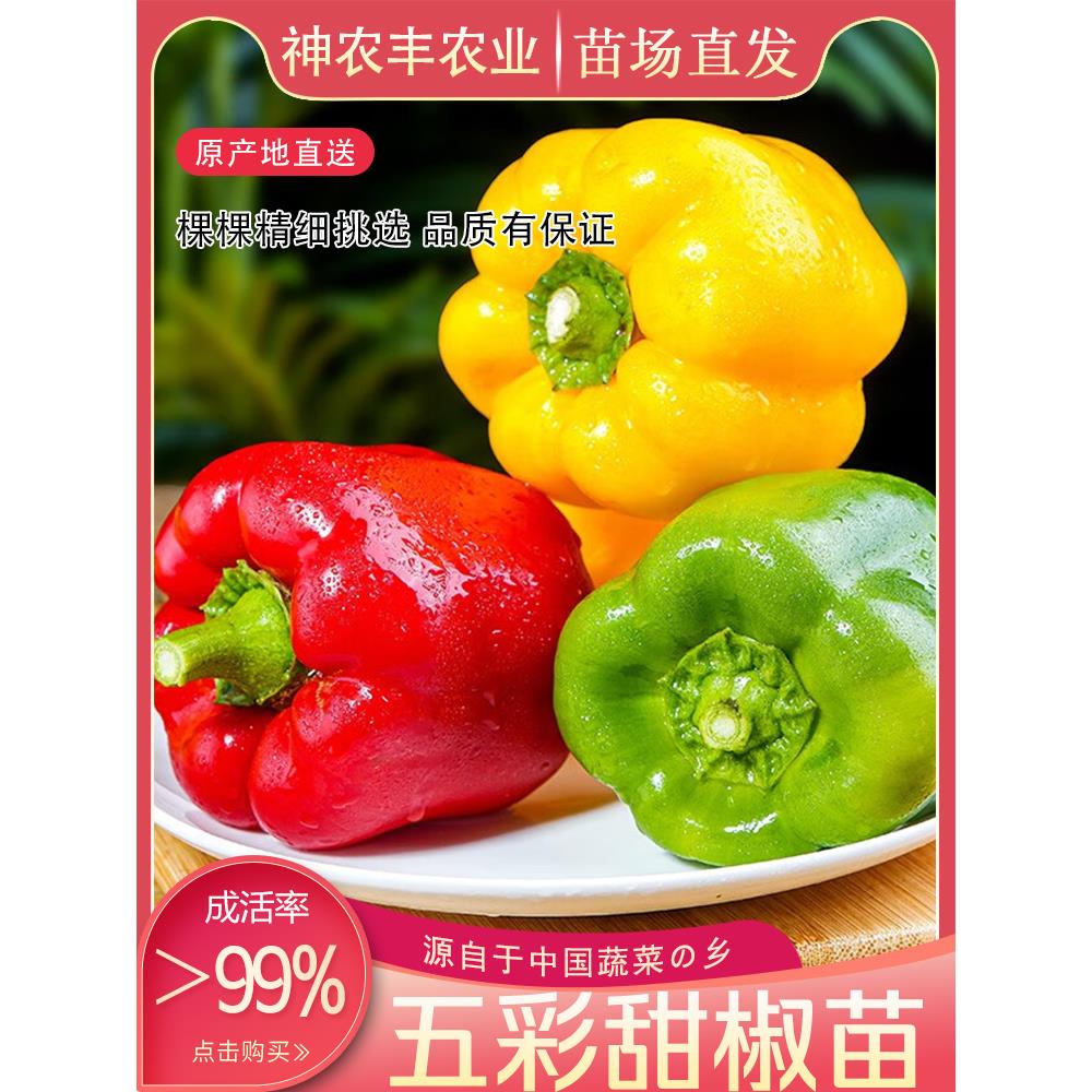 高产五彩甜椒苗秧种子方圆