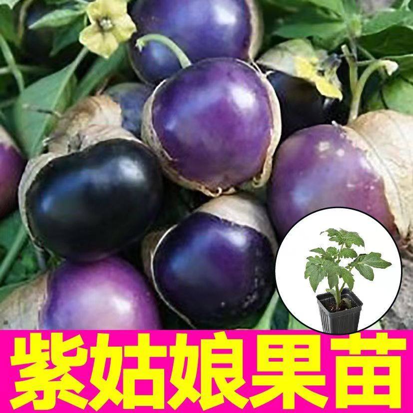 东北观赏食用紫姑娘果苗秧