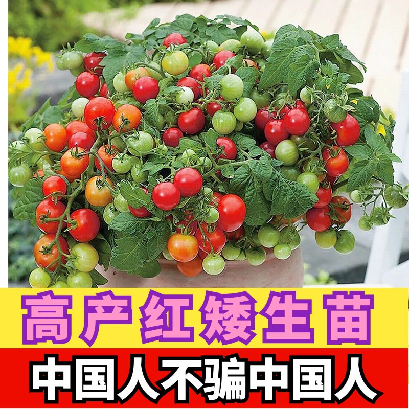 穴盘矮生红番茄苗四季阳台盆栽苗