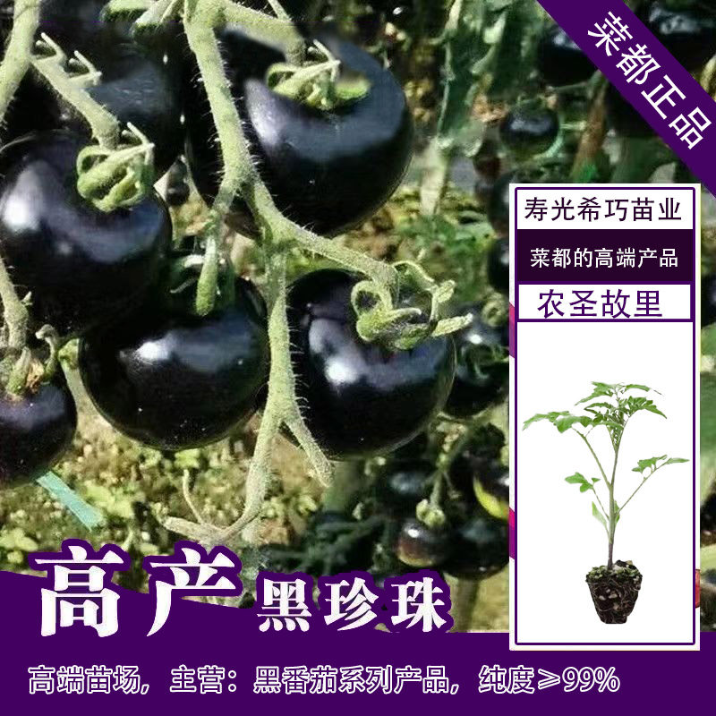 黑番茄苗子骑士珍珠美人种