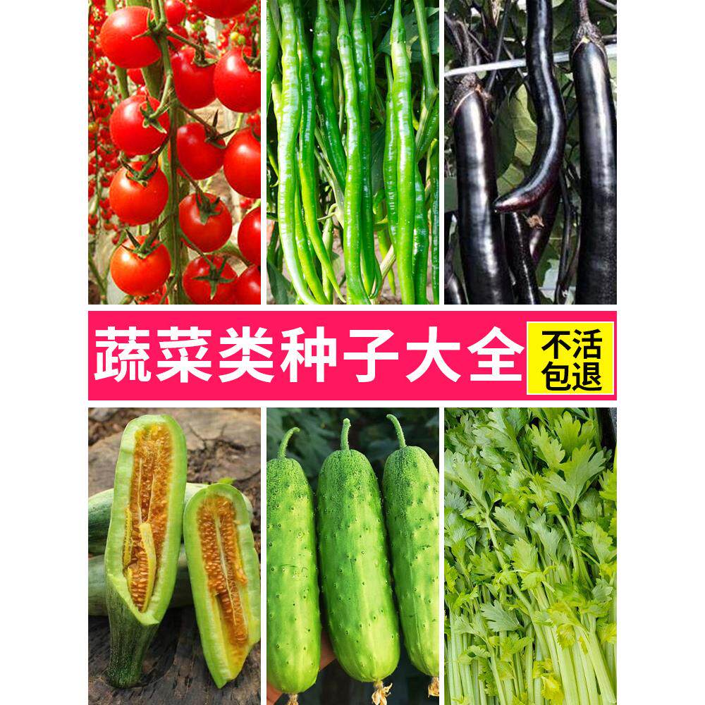蔬菜苗四季阳台番茄辣椒西红柿生菜茄子春季南方秧苗子孑西瓜黄瓜
