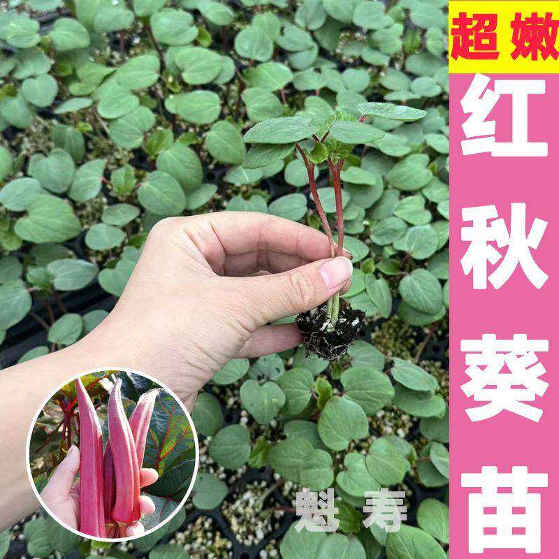 高产嫩奶油红秋葵秧苗山东