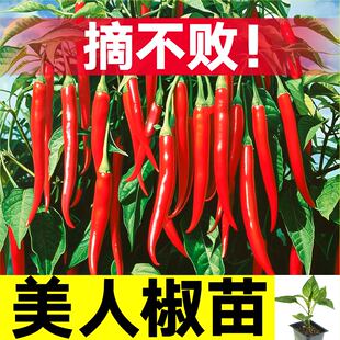 寿光高产美人椒苗秧摘不败香辣海椒种子线椒朝天小米四季盆栽阳台