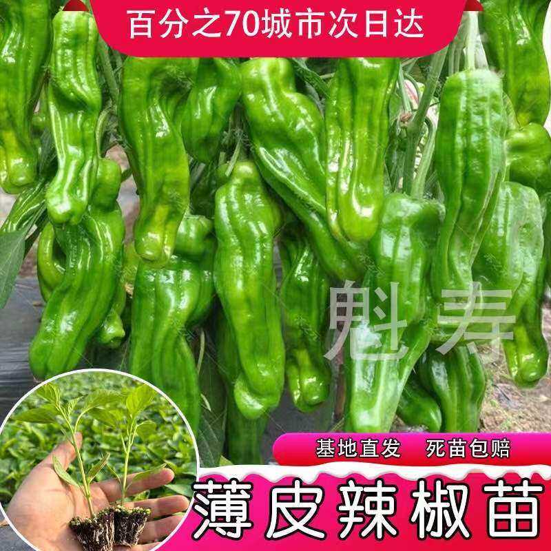 薄皮辣椒苗秧大果虎青微皱