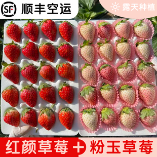 红粉双拼红颜粉玉牛奶草莓云南高原露天草莓新年礼盒元旦顺丰包邮