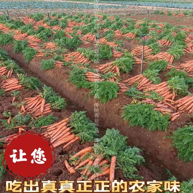 农家自种新鲜胡萝卜云南红土山地萝卜/胡萝卜