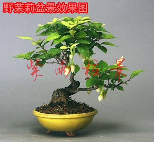 日本野茉莉盆景熟桩玉铃花植物室内办公桌阳台庭院造型盆栽