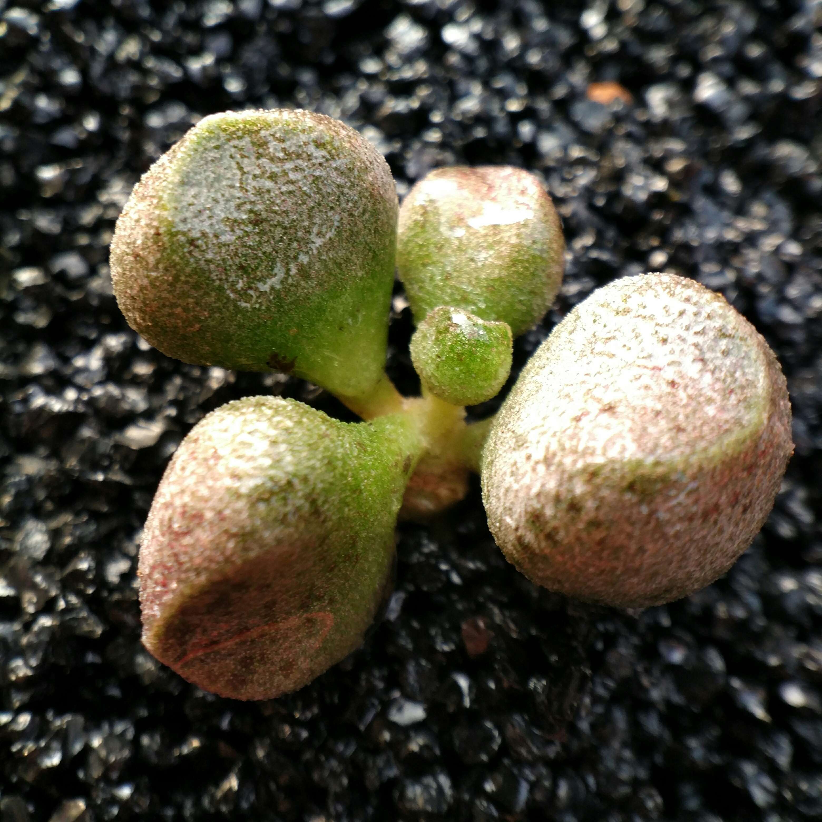 園子里多肉水泡瑪麗安盆栽綠植花卉多肉植物辦公室陽臺盆景多肉