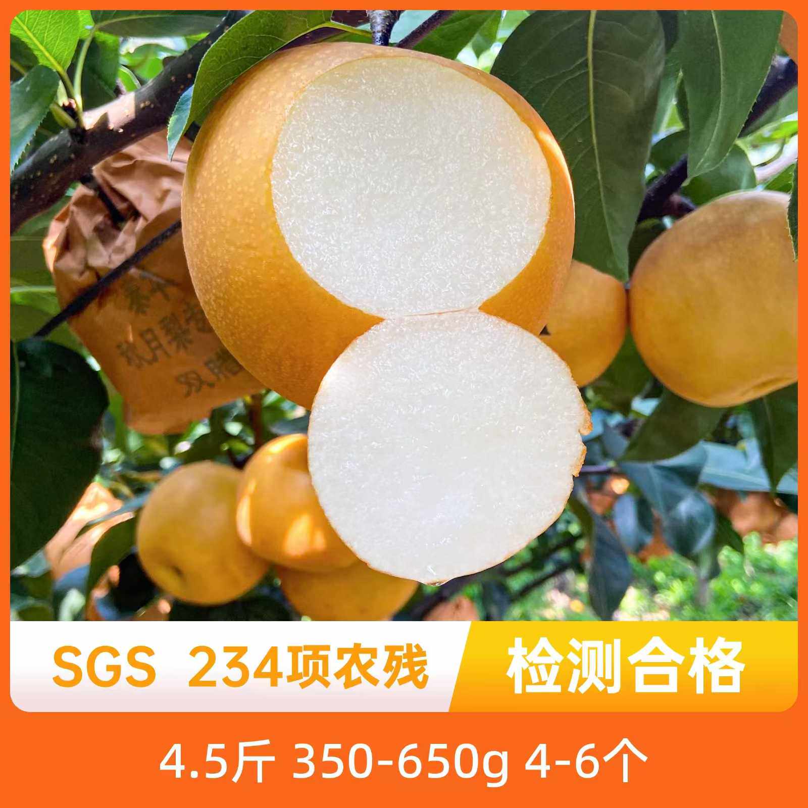 辰颐物语正宗山东莱西秋月梨现摘现发新鲜孕妇水果莱阳梨包邮正品