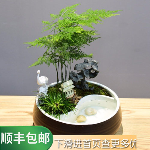 盆栽养鱼价格 盆栽养鱼图片 星期三