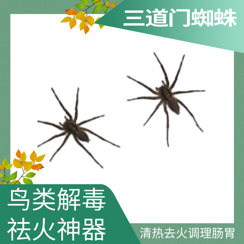 活体地蜘蛛三道门靛颏鸟百灵画眉各种鸟类松毛发眼解毒祛火神器