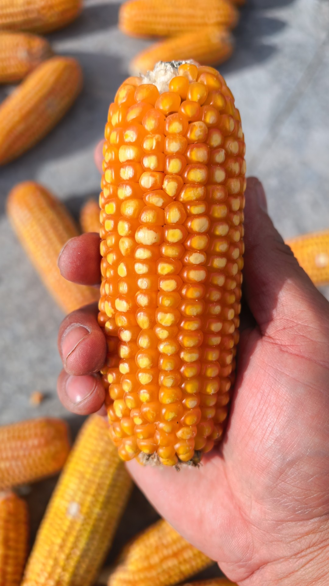 农家种植优质黄金粮玉米棒玉米粒仓鼠磨牙小零食
