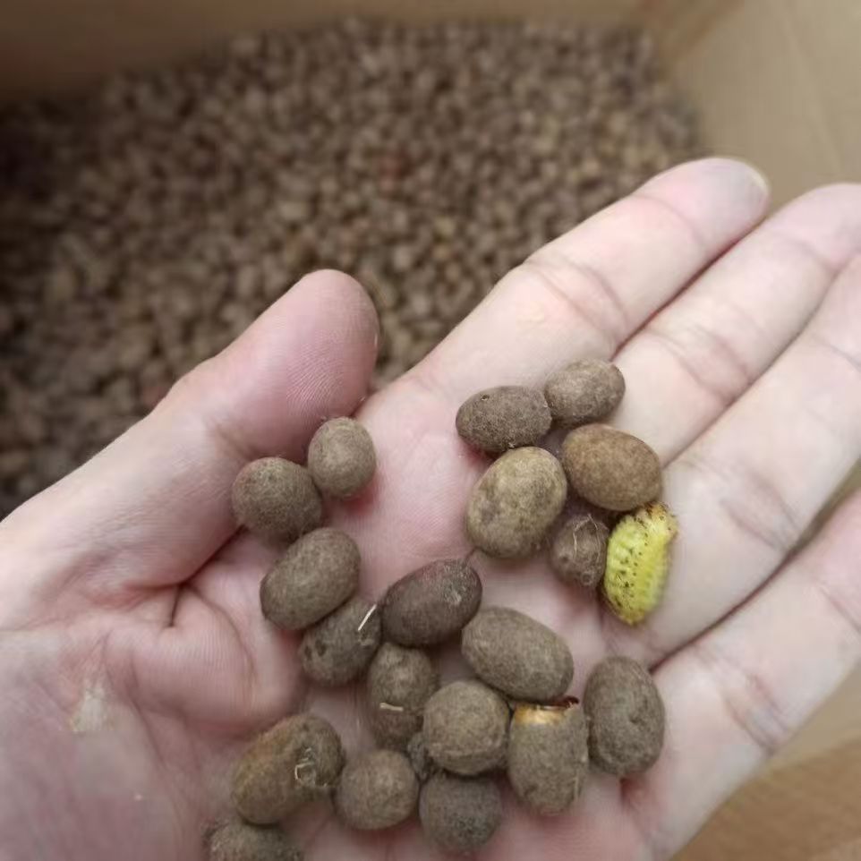 2026精选软壳杨拉罐洋辣子画眉鸟鹦鹉仓鼠蜜袋宠物食物