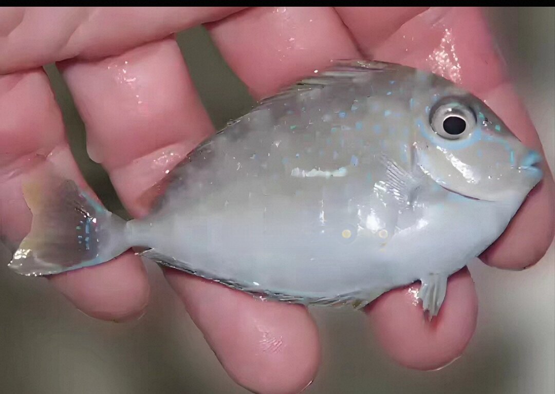 蓝点吊海水观赏鱼倒吊鱼海水鱼活体海水缸检疫图片
