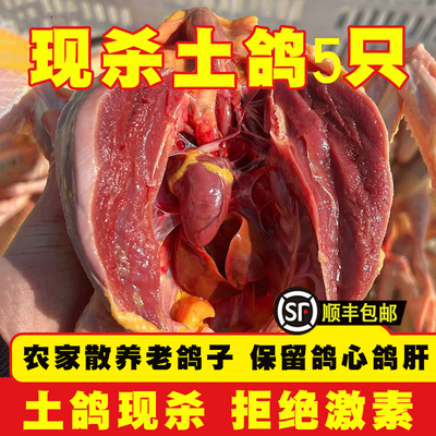 鸽子新鲜宰杀鲜活土鸽子肉