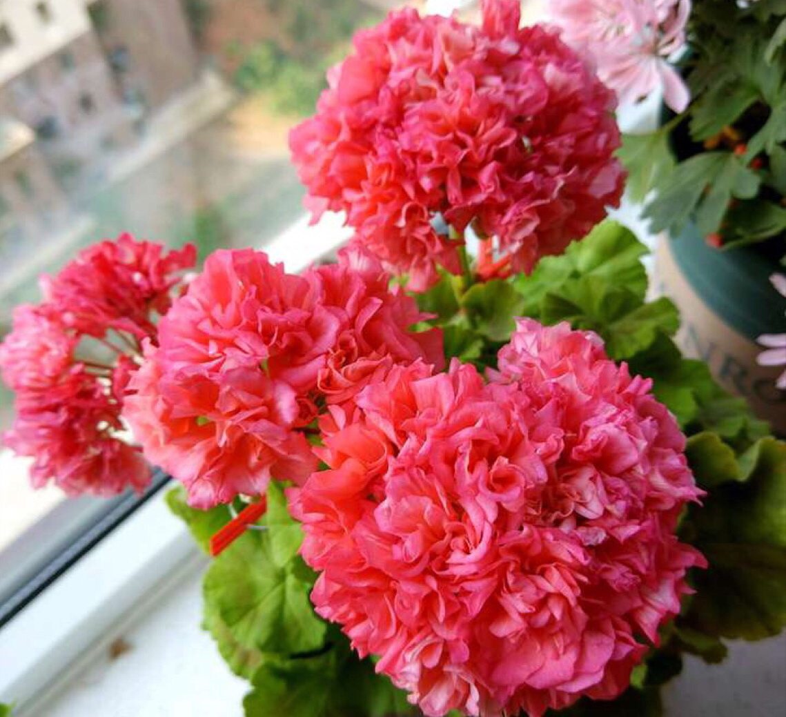 进口直立天竺葵花苗 重彩金 胭脂 室内阳台庭院盆栽开花花卉植物