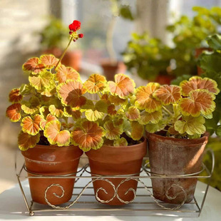 彩叶直立天竺葵花苗 红焦糖 奎尔特夫人 阳台室外庭院  盆栽花卉