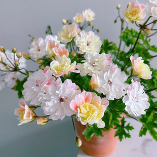 独角兽天竺葵花苗 星系 阿尔法 劳拉马乔里 室内阳台庭院盆栽花卉