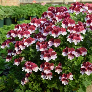 天使之眼天竺葵花苗 托克美好 萨尔 酒红 室内阳台庭院盆栽花卉