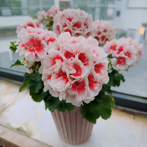 四季开花重瓣天竺葵花苗阳台族