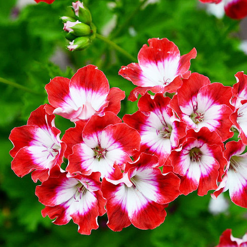 天竺葵室内庭院阳台大花天竺葵