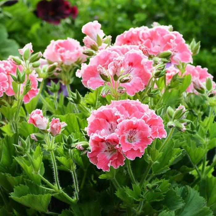 进口大花天竺葵花苗 紫风 帝国 南通室内阳台庭院新手盆栽花卉