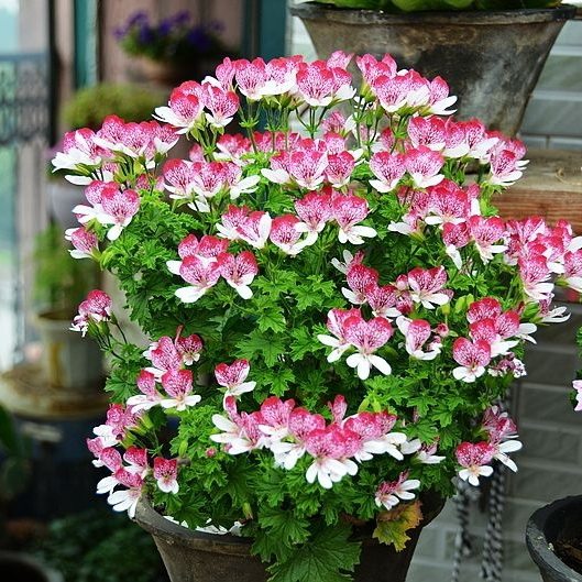 阳台花苗花苗阳台庭院盆栽天竺葵