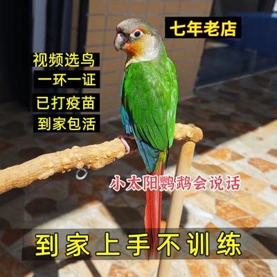 手养小太阳鹦鹉活鸟半毛断奶