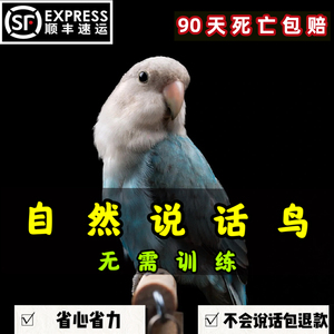 大头虎皮鹦鹉活鸟会说话的鹦鹉手养宠物活体幼鸟活体活物牡丹观赏