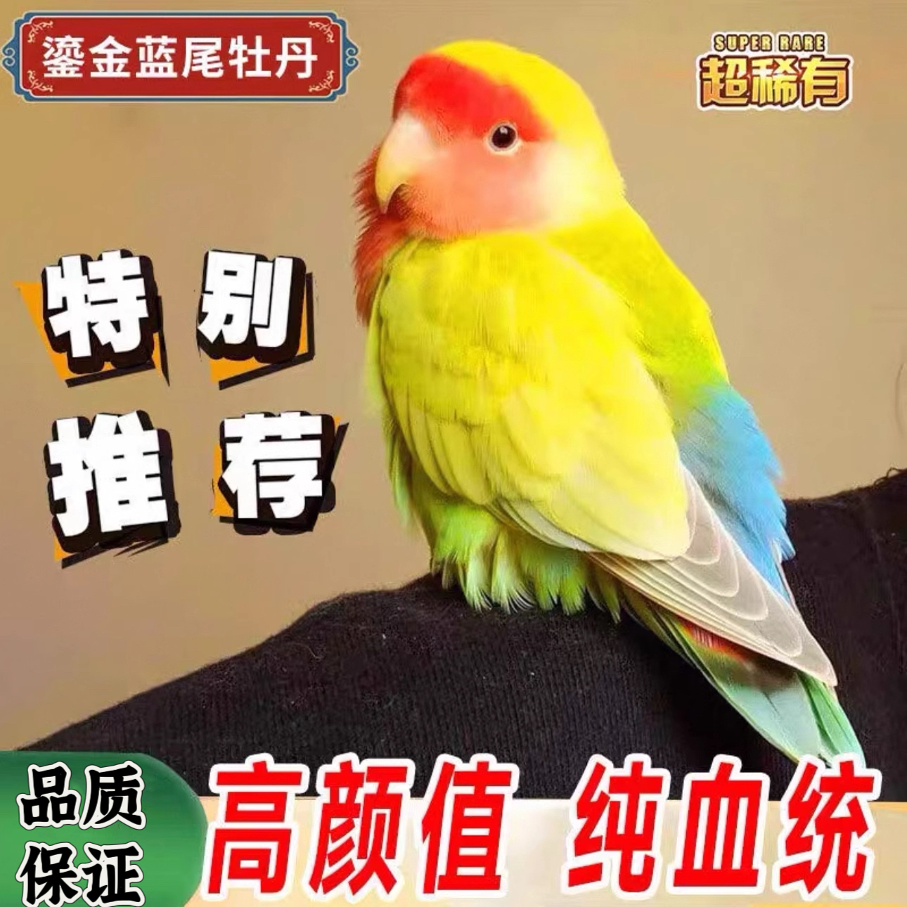 手养牡丹鹦鹉活鸟亲人宠物活物