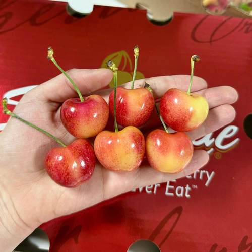 脆甜撕凯拉雷智利雷尼尔原箱