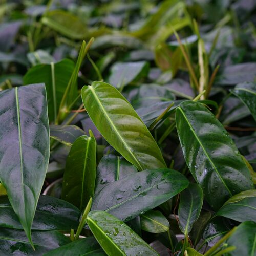 PP蔓绿绒 · Philodendron patriciae 攀缘型狭窄型叶片 革质油亮