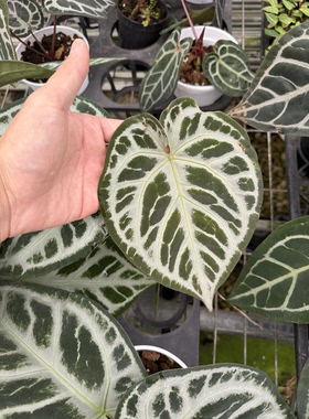 花烛粉柠檬花烛银杂银月饼花烛浇潮植