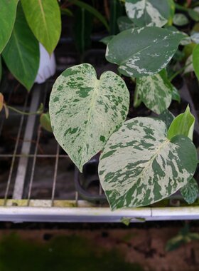 热植秒蛙种子龟背竹情绪植物
