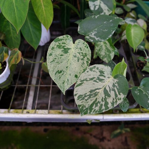 热植秒蛙种子龟背竹情绪植物