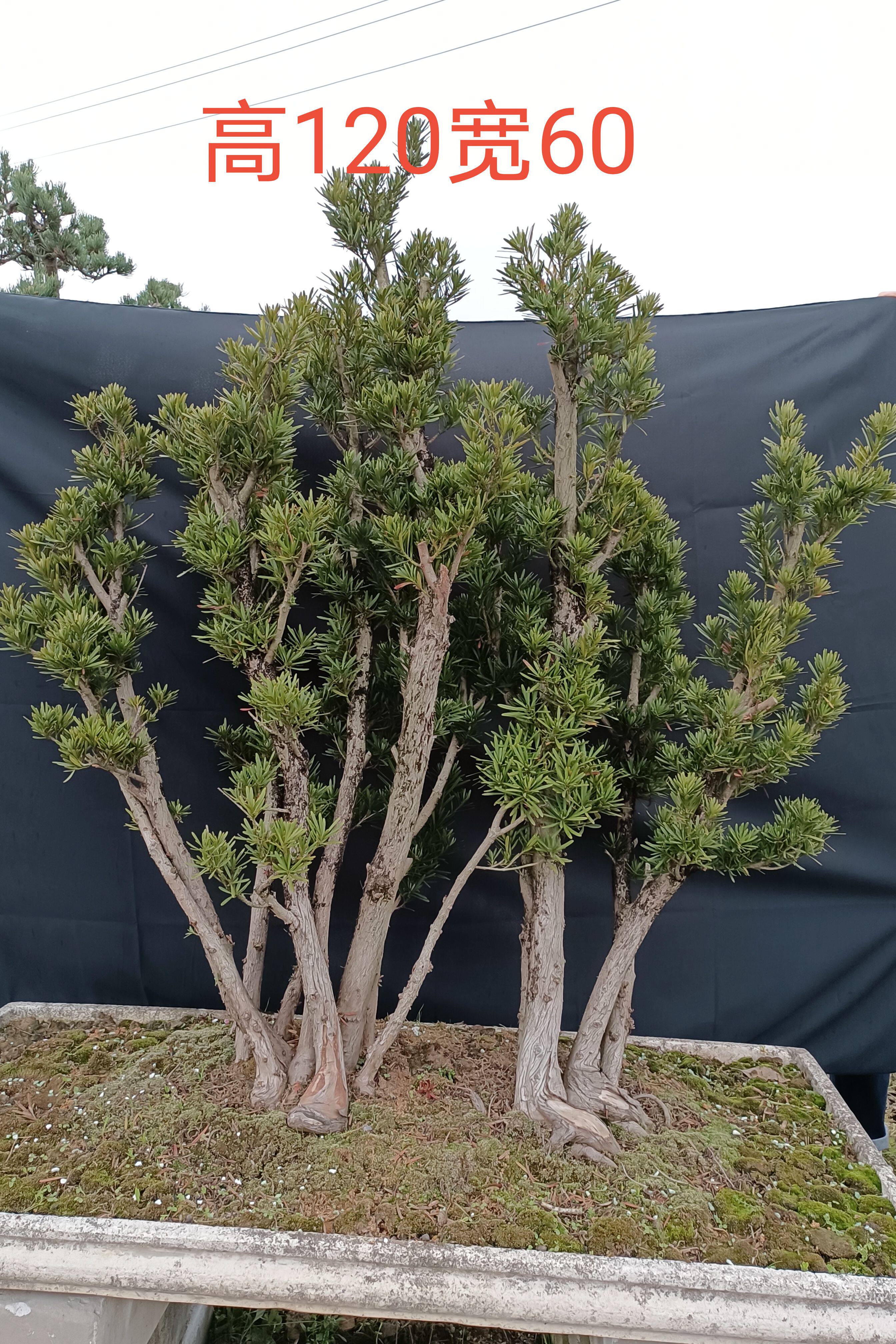 米叶罗汉松 盆景素材小叶绿植实物拍摄吉祥小盆栽造型老树桩常绿